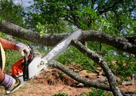 Best Lawn Maintenance Plans  in Grayson, KY