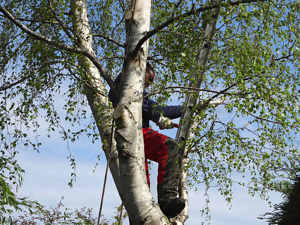 Leaf Removal in Grayson, KY